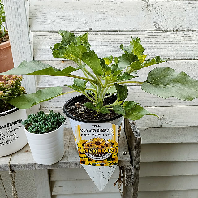 VERANDARJUNさんの実例写真