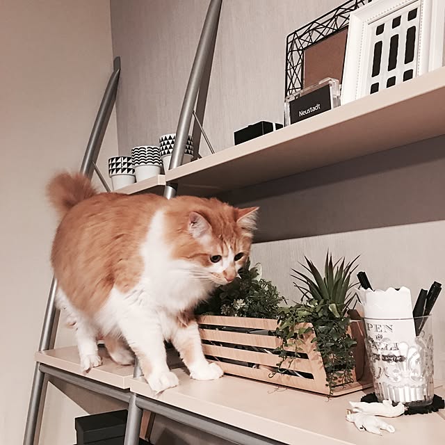 Reikoさんの実例写真