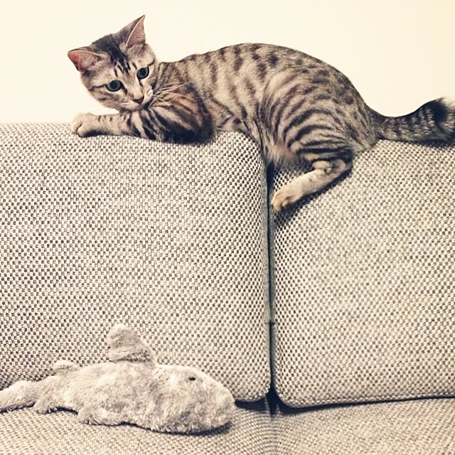 kokedamaさんの実例写真