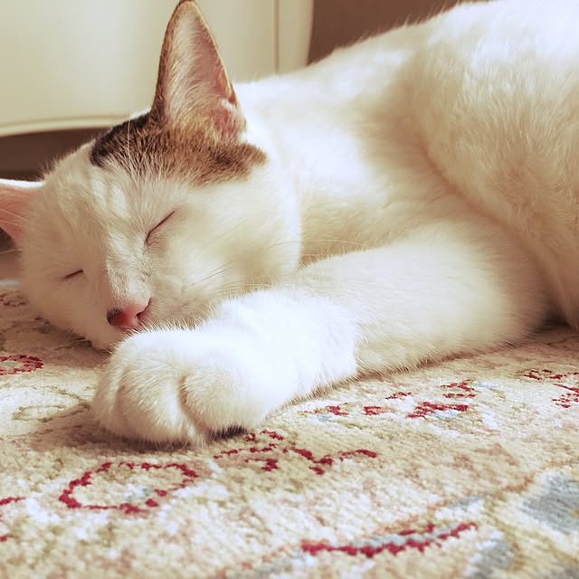 coedodecoさんの実例写真