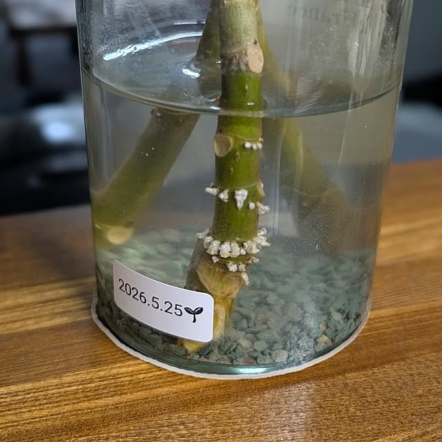 naoporonさんの部屋