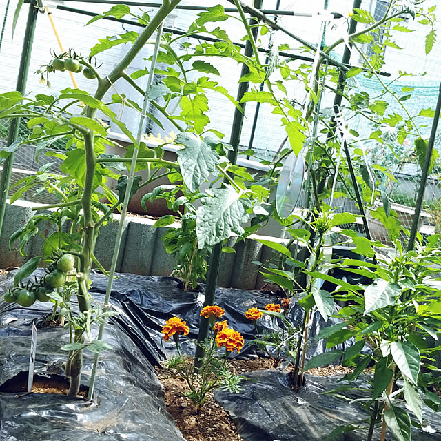 natumamaさんの実例写真