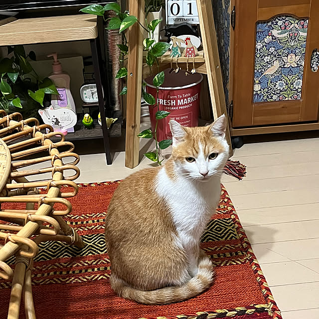 Toyomiさんの実例写真