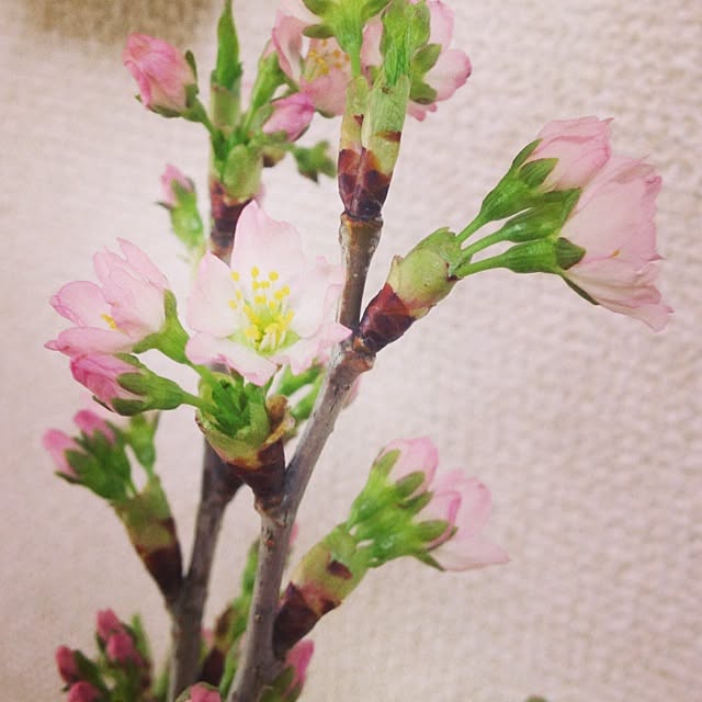 kinakoさんの実例写真