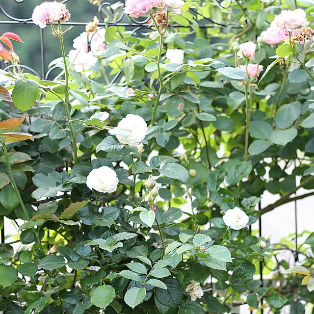 rosemoire67さんの実例写真