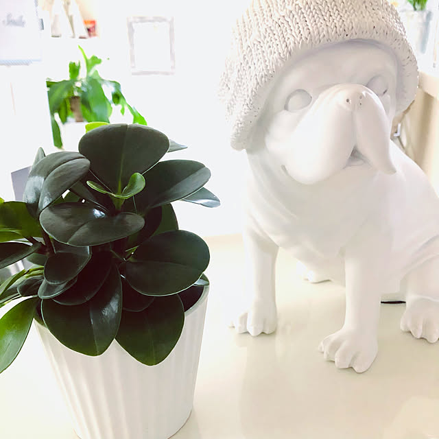 ダイソーの観葉植物/Francfranc照明/たくさんのいいねに感謝です！/ホワイトインテリア/白が好き♡...などのインテリア実例 - 2022-10-31 09:51:36