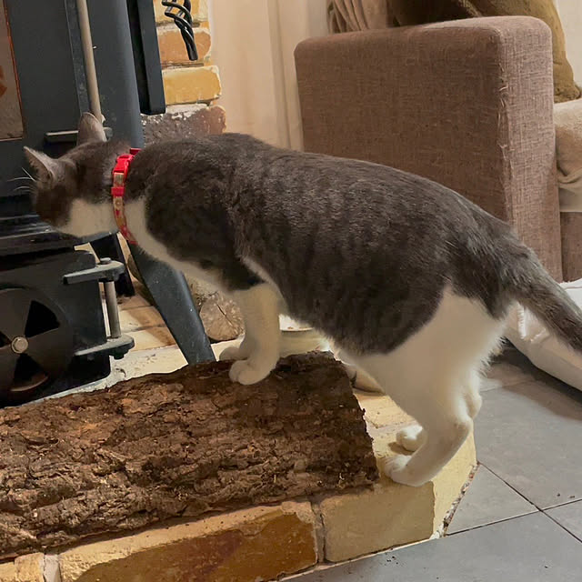 nekosamaさんの部屋