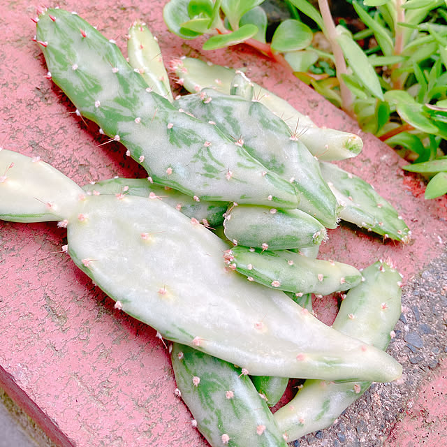 Hanakaさんの部屋