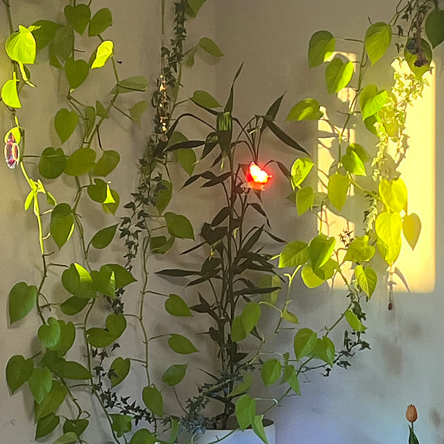 satoさんの部屋