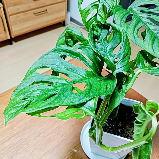 hanachanさんの部屋