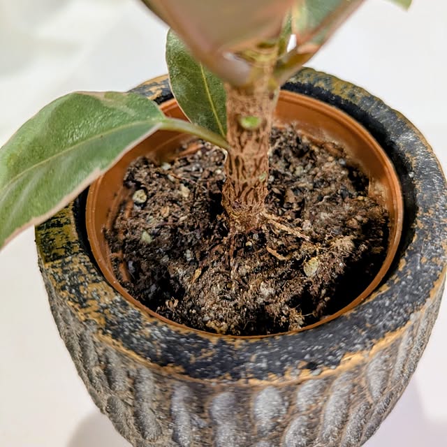 mi-saさんの部屋