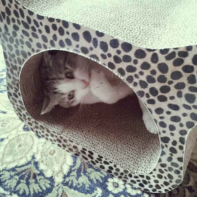 emmyyさんの実例写真