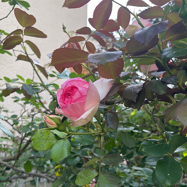 roserose555さんの部屋