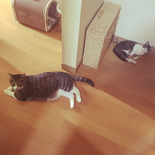 kimikimiさんの実例写真