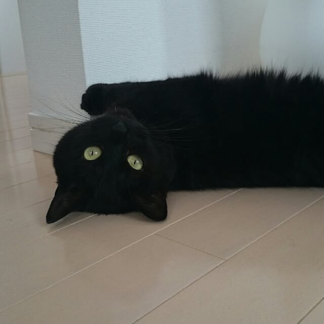kikinanaさんの実例写真