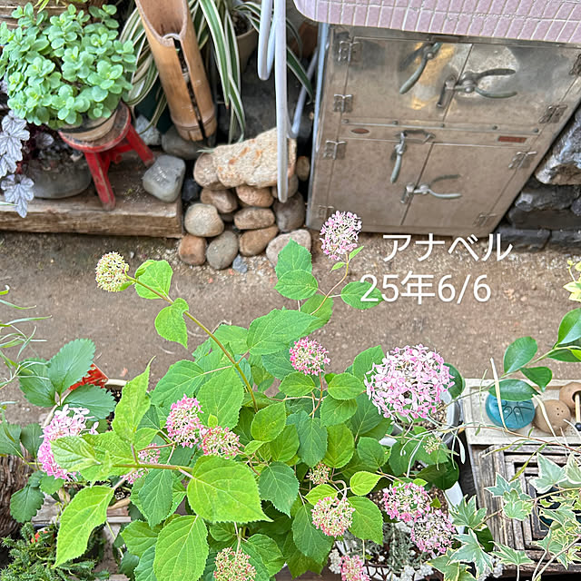akaidarumaさんの実例写真