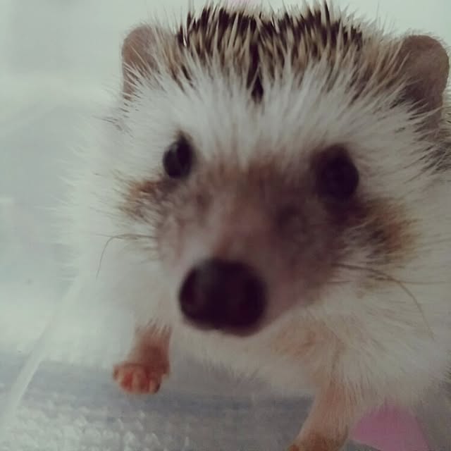 kuruさんの実例写真