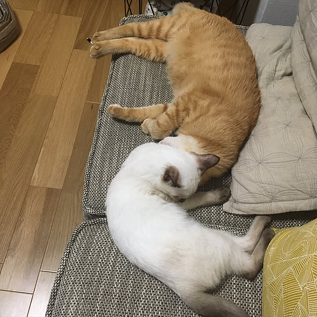 GomashioMkさんの実例写真