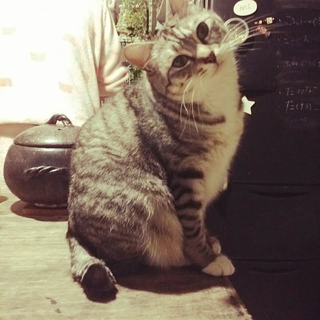annさんの実例写真
