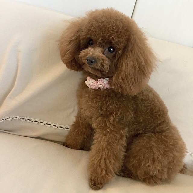 ISM.mumさんの実例写真