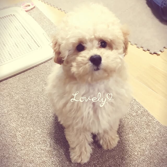 tomoさんの実例写真