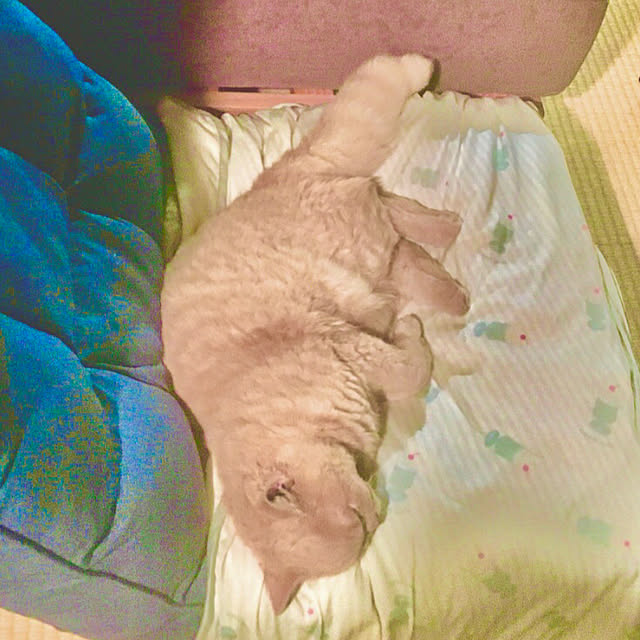 naokoさんの実例写真