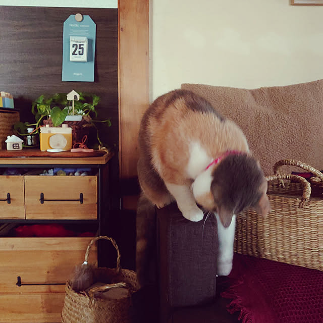 fukuさんの実例写真