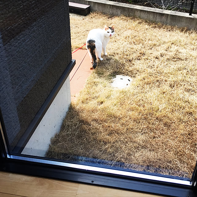 Kuronecoさんの実例写真