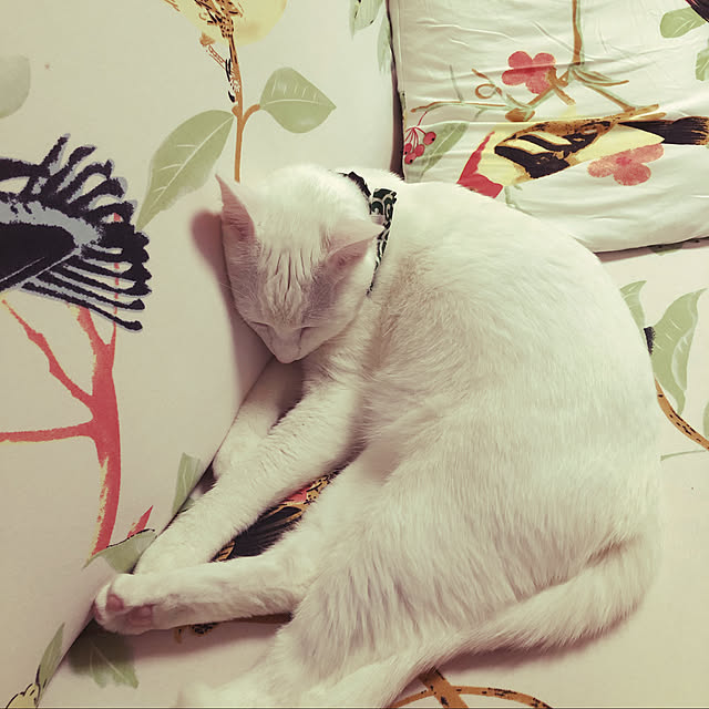 moyuhiさんの実例写真