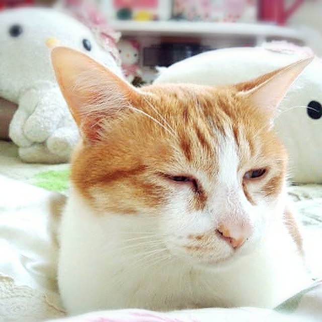 MISTさんの実例写真