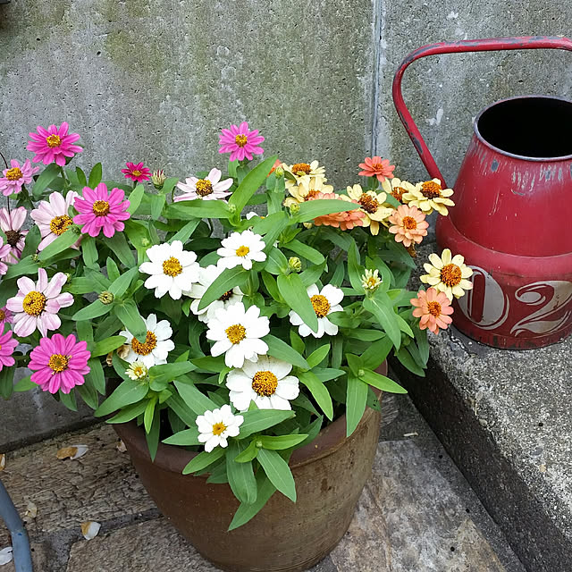 Yumiさんの実例写真
