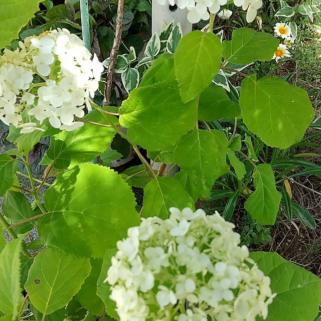 koyutan-mjmさんの実例写真