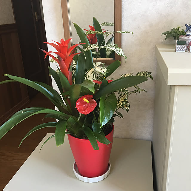 Mimozaさんの実例写真