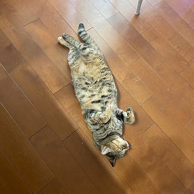 hansho.sさんの実例写真