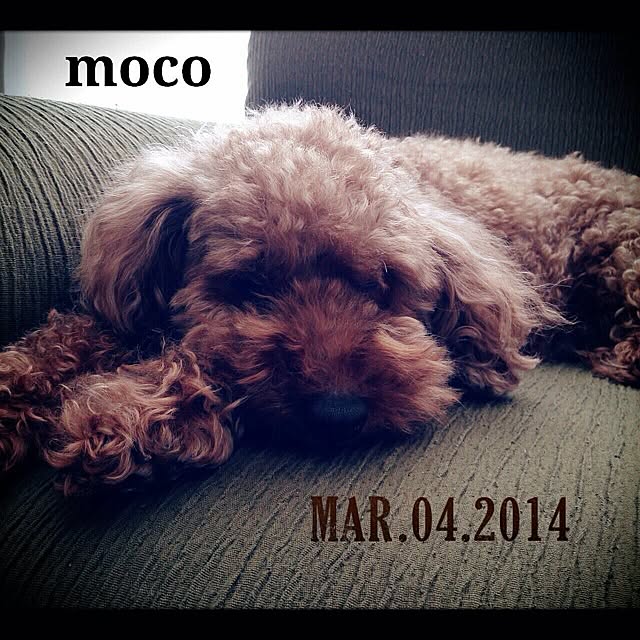 mocoさんの実例写真