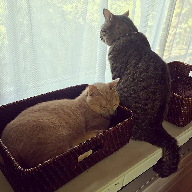 mikan161さんの実例写真