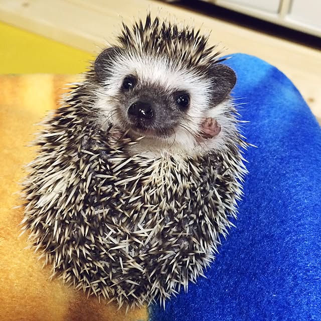 yanagi0345さんの実例写真
