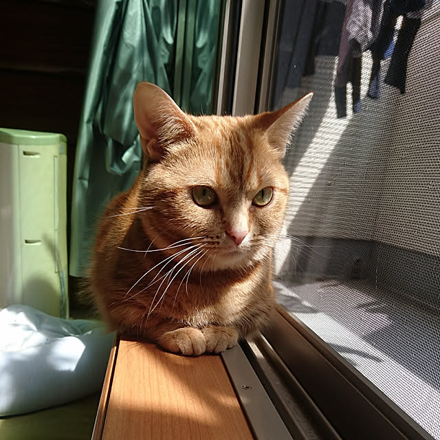 shinobuさんの実例写真