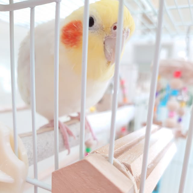 fleur-mamanさんの部屋