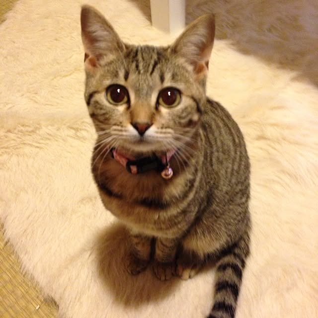 mojikoさんの実例写真