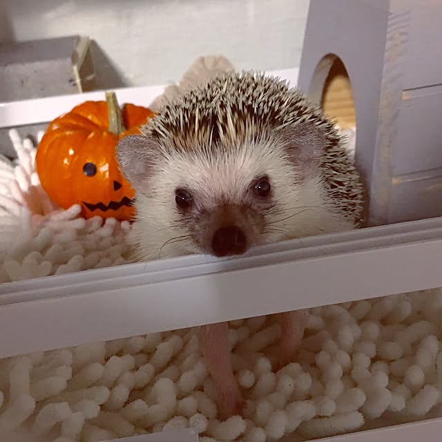 saokoさんの実例写真