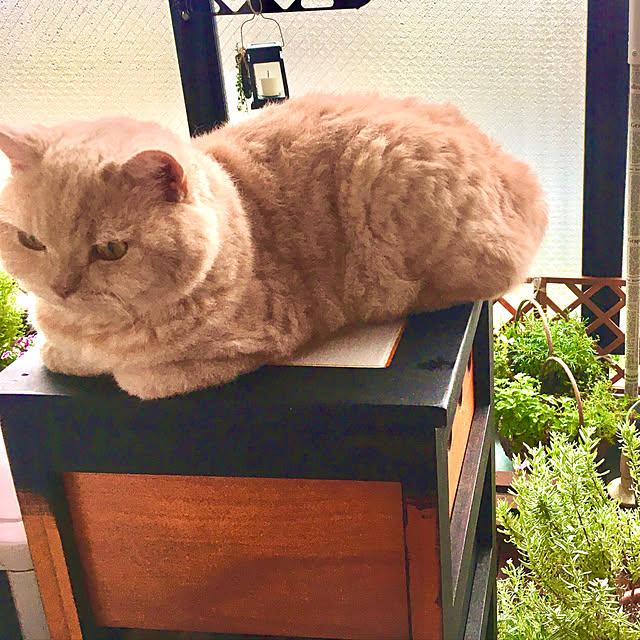 naokoさんの部屋