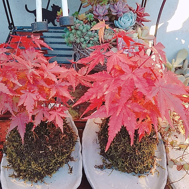 aikkoさんの実例写真