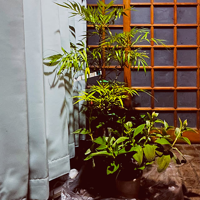 chacoさんの部屋