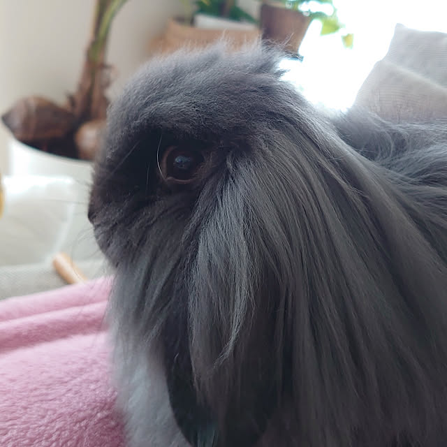 nenekoさんの実例写真