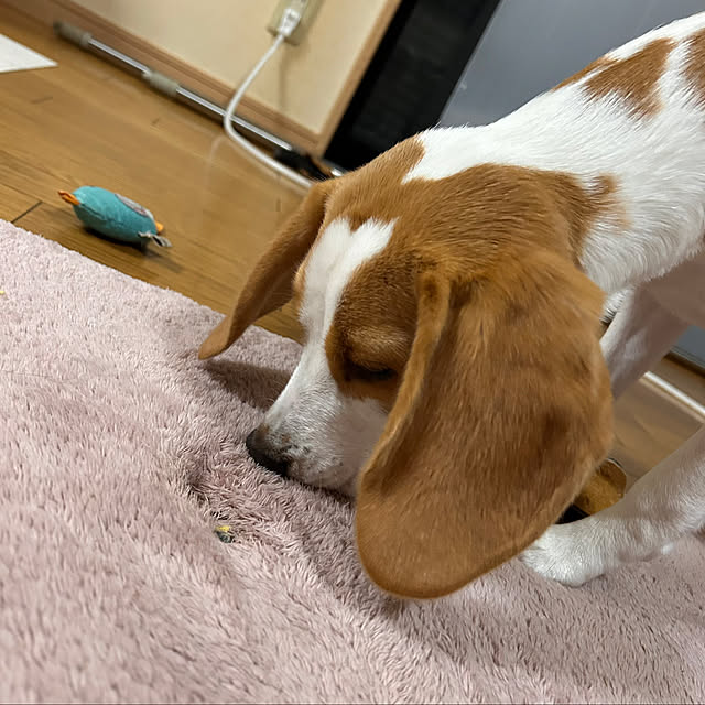 prelumoさんの実例写真