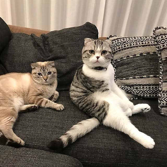 Dahliaさんの実例写真