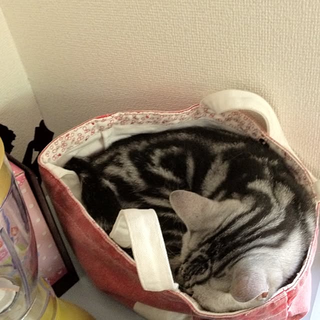 small_pocketさんの実例写真