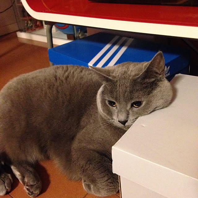 ikettenさんの実例写真