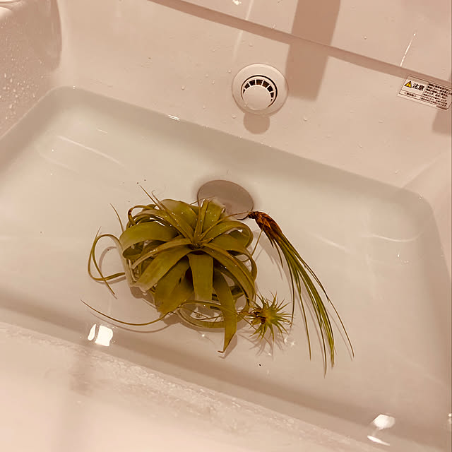 Petiotさんの実例写真